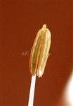  Stamen
